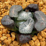 Haworthia Maughanii Taihou