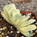 Haworthia Truncata Reverse Variegated  'Green Lime' Big Size