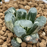 Haworthia Maughanii Beauty Variegated