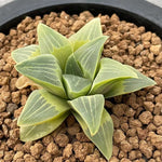 Haworthia Original Pygmaea variegated plant from offsets Big Size