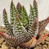 Haworthia Hard Leaf Zenigata