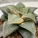 Haworthia SP Amazing Fate Variegated Mother Plant