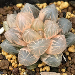 Haworthia OM variegated