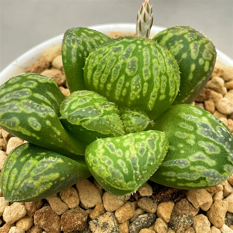 Haworthia Splendid Hybrid 'Morning Star' plant from seeds