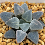 Haworthia Pygmaea 'Ice Diamond'