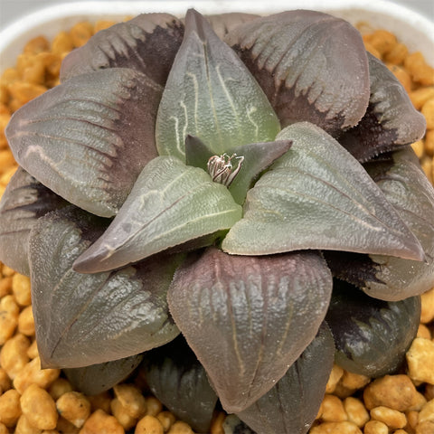 Haworthia Atrofusca Other
