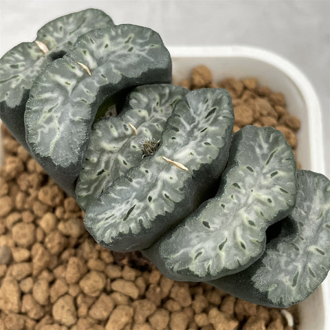 Haworthia Truncata  'Bading'