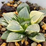 Haworthia Correcta Variegated