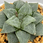 Haworthia 'Wax Gourd' 'KA-1' Other
