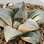 Haworthia Retusa Variegated plant from offsets