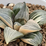 Haworthia Retusa Variegated plant from offsets
