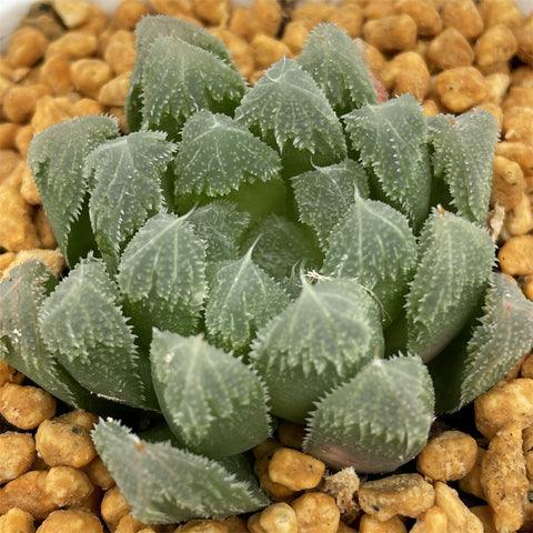 Haworthia Green Gem Other