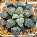 Haworthia Pygmaea 'Pine'