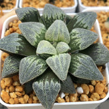 Haworthia Pygmaea 'Pine'