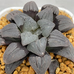 Haworthia 'Purple Dream' Other