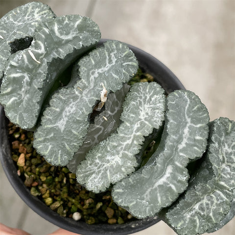 Haworthia Truncata Sharaku