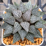 Haworthia Wimii Dream