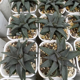 Haworthia Hard Leaf Koelmaniorum Variegated Big Size