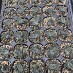 Haworthia Hard Leaf Limifolia 'Striata' Small Size