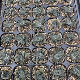 Haworthia Hard Leaf Limifolia 'Striata' Small Size