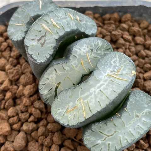 Haworthia Trucata 'Sharaku' Hybrid