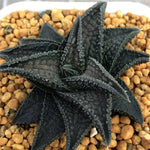 Haworthia Hard Leaf Onigawara