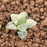 Haworthia Pygmaea Princess variegated Small size ones for sale plant from offsets