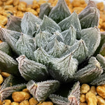 Haworthia White Fox - Other