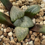 Haworthia Bayeri 'Butterfly Shadow' small size 4cm