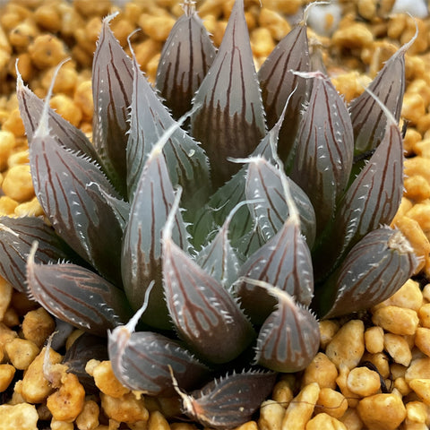 Haworthia Davidii Other