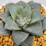 Haworthia Retusa Other