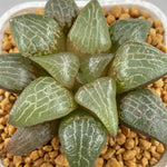 Haworthia Comptoniana Cowebbing