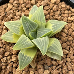 Haworthia Original Pygmaea variegated plant from offsets Big Size