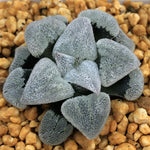 Haworthia Pygmaea ‘Powder Snow' & 'Konayuki'