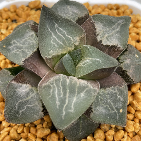 Haworthia Pygmaea Hybrid