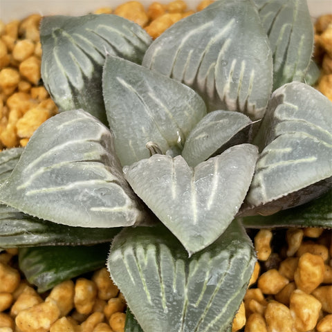 Haworthia 'Crystal Mutica'