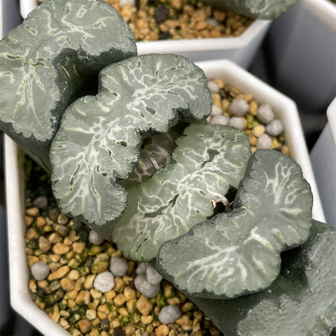 Haworthia Truncata 'Michinaga'