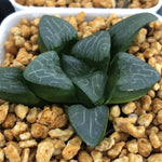 Haworthia Correcta 'Love'