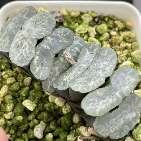 Haworthia Truncata 'Jade Glass'