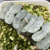 Haworthia Truncata 'Jade Glass'