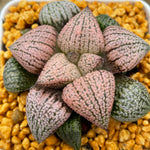 Haworthia Picta 'Red'