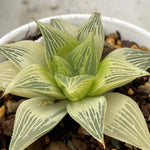 Haworthia Badia Hybrid Reverse Variegated