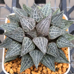 Haworthia Wimii Dream