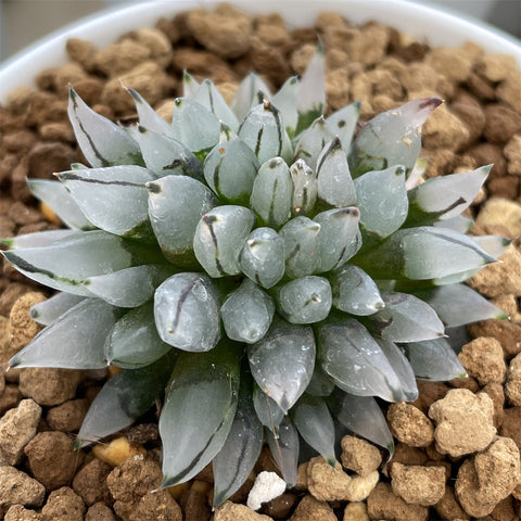 Haworthia Bullet Small Size - N