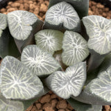 Haworthia Maughanii 'Shirotae'