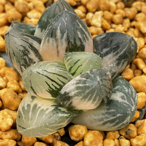 Haworthia Temptation variegated