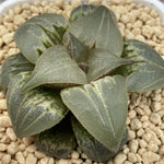 Haworthia Badia ‘Bisyamonten’