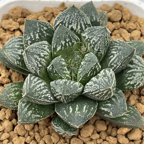 Haworthia Kyukyoku no Mirror Ball