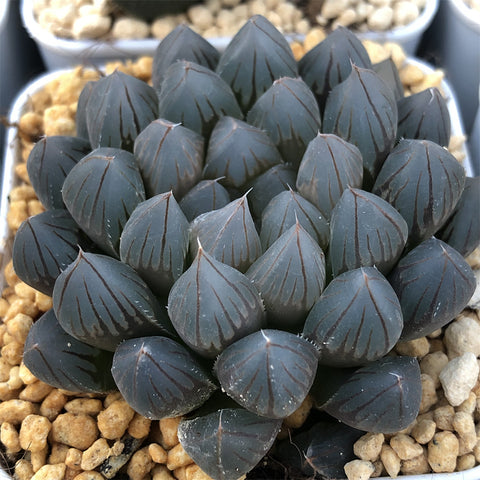 Haworthia Black Obtusa Big Size Other