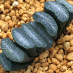 Haworthia Truncata 'Angel Fall'